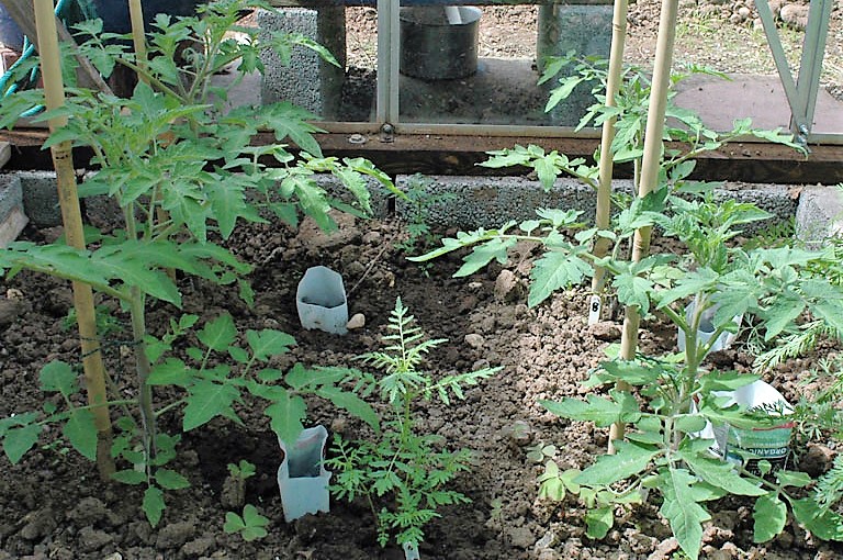 tomatoes