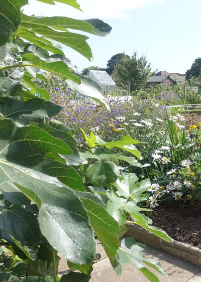 fig tree