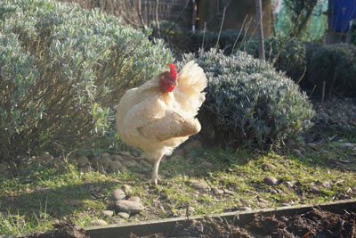 hens