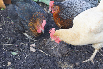hens