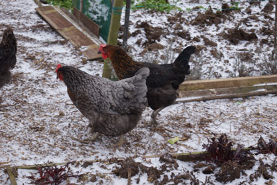 hens