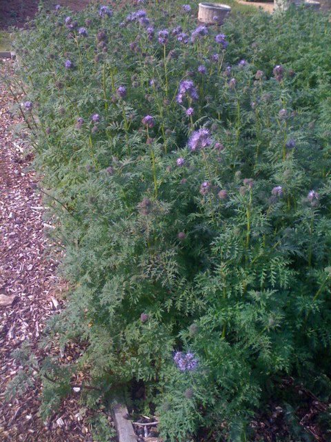 Phacelia