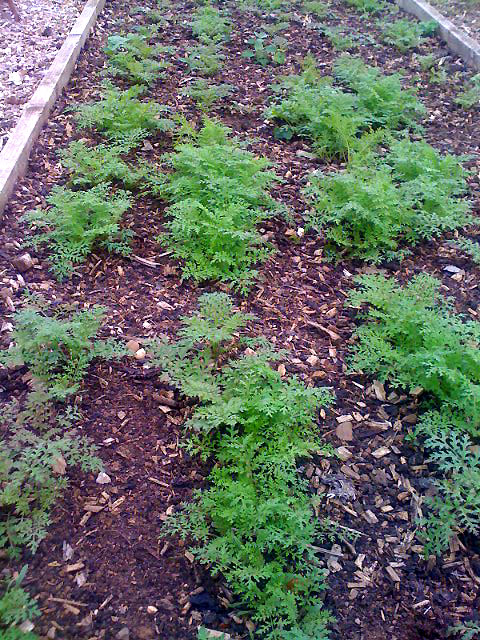 Phacelia