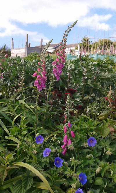 allotments