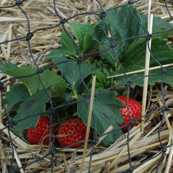 strawberries
