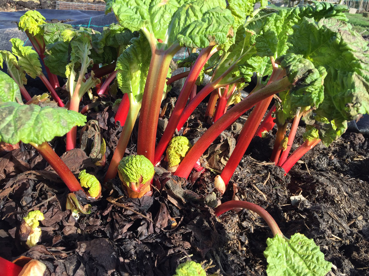 Rhubarb 'forced' under eeed fabric. See the blog for more details.