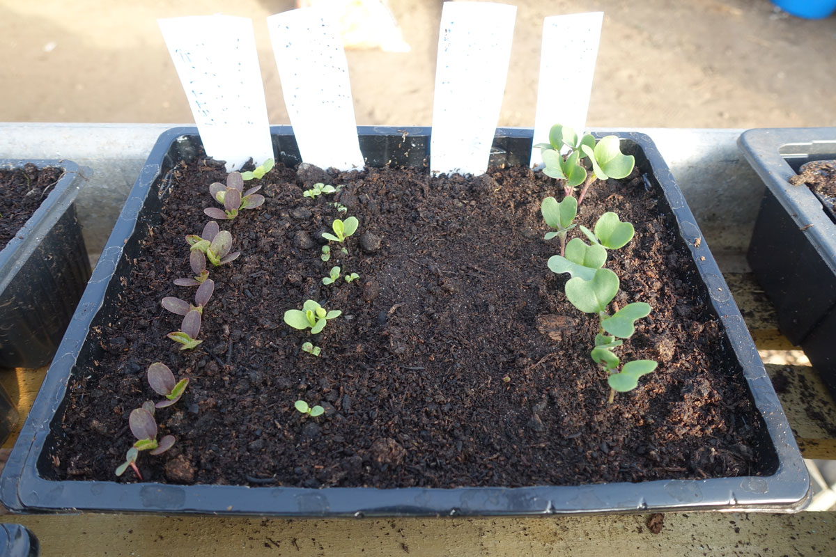 seedlings