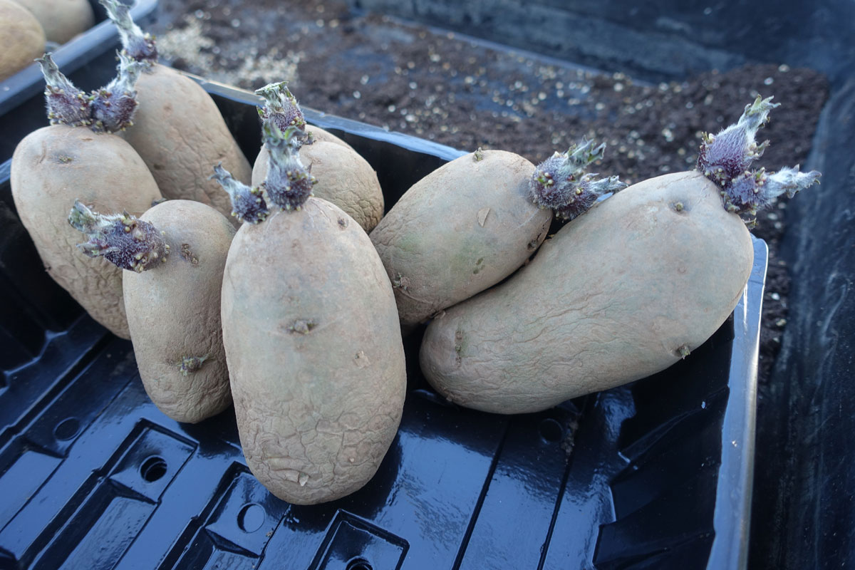chitting